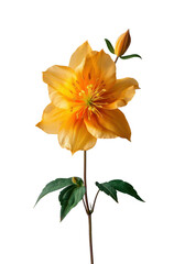 Yellow columbine flower isolated on transparent  background