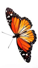 Fototapeta premium beautiful butterfly isolated on white