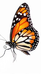 Fototapeta premium beautiful butterfly isolated on white