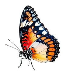 beautiful butterfly isolated on white