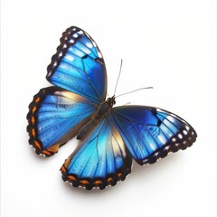 beautiful butterfly isolated on white