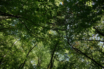 Lush Green Canopy Serene Nature Scene with Trees, Fresh Leaves, and Tranquil Woodland Ambiance