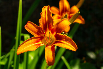orange tiger lily
