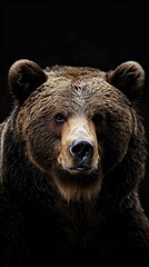 Fototapeta premium bear on dark background
