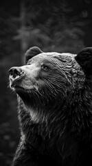 bear on dark background