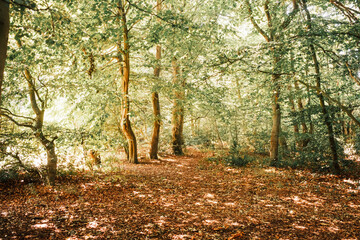 Heller freundlicher Tag im Wald