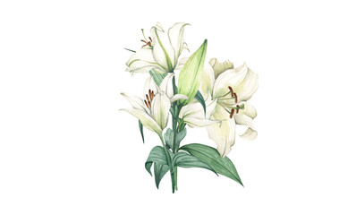Watercolor of White lily bouquet on transparent background