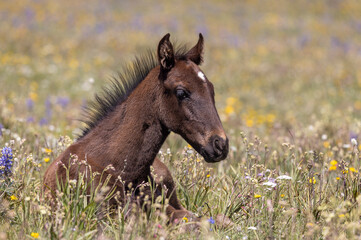 Wild Horse Foal in Summer in the Pryor Mountains Montana