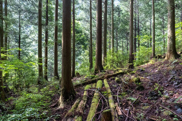 A view of the mountain trail of Bounooreyama going up from Shiratanisawa Ascent from the Shiratanisawa Ascent Yamaguchi