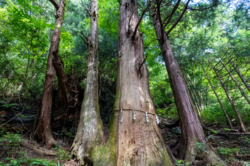 A view of the mountain trail of Bounooreyama going up from Shiratanisawa Ascent from the Shiratanisawa Ascent Yamaguchi