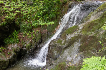Naklejka premium A view of the mountain trail of Bounooreyama going up from Shiratanisawa Ascent from the Shiratanisawa Ascent Yamaguchi