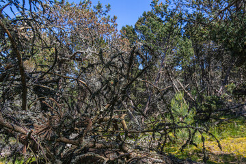 A walk along the Curonian Spit Kaliningrad region