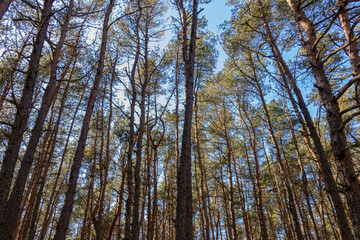 Obraz premium Dancing forest Curonian Spit Kaliningrad region