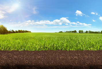 Meadow Panorama with soil and roots - Gound view
