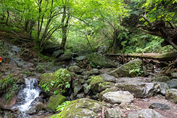 A view of the mountain trail of Bounooreyama going up from Shiratanisawa Ascent from the Shiratanisawa Ascent Yamaguchi