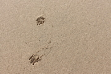 A close up photograph of dog paw prints on a sandy beach. Background texture image with copy space.