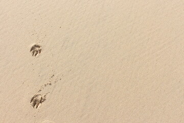 A close up photograph of dog paw prints on a sandy beach. Background texture image with copy space.