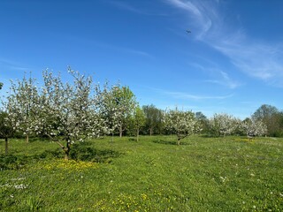 Beautiful Orchard Landscape with Fruit Trees – Scenic Nature and Countryside Illustration