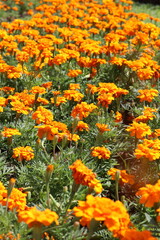 Orange flowers blooming in the park
