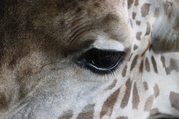 Giraffes in the zoo are raised by people.