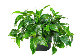       Lush Green Potted Houseplant with Glossy Leaves, Isolated Indoors, Perfect for Modern Home Decor