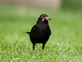Blackbird, Turdus merula