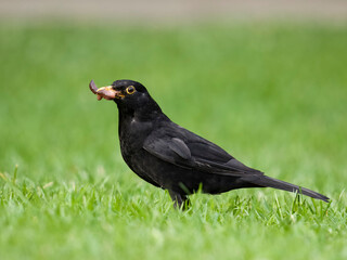 Blackbird, Turdus merula