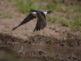 House martin, Delichon urbicum