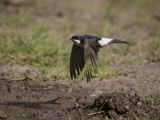 House martin, Delichon urbicum
