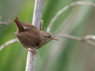 Wren, Troglodytes troglodytes