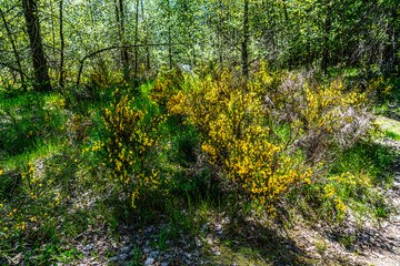 Chinook Pass Yellow Flowers 2