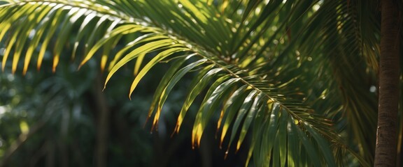Coconut palm tree leaves close up in tropics Beautiful nature bakground Vacation and travel concept.