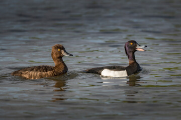 Pair of male and female Tufted ducks