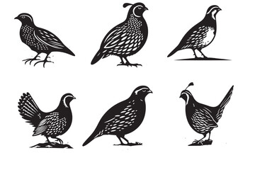 quail silhouette vector illustration