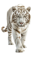 Naklejka premium A white Bengal tiger isolated on a white background