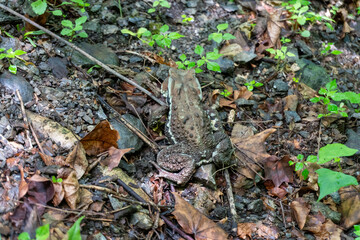A view of the mountain trail of Bounooreyama going up from Shiratanisawa Ascent from the Shiratanisawa Ascent Yamaguchi
