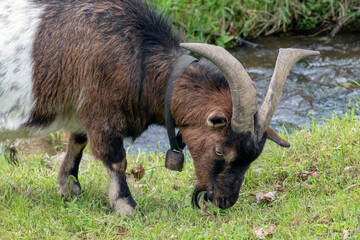 Ziegenbock