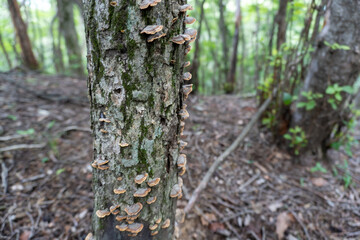 View of the trail from Mt. Bonno-ori via Mt. Kuroyama, Mt. Iwatakeishi, and Mt. Sodake