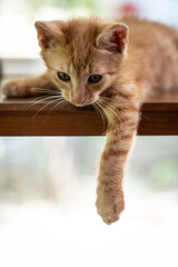 Ginger head young cat on a table with a paw under the table, detail of red haired kitten