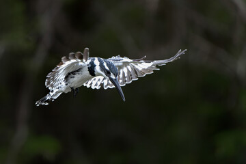 Pied Kingfisher (Ceryle rudis) fishing in a small lake in Kruger National Park in South Africa