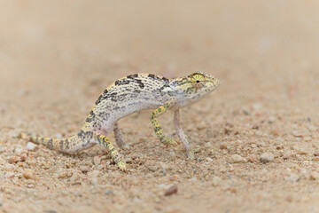 flap-necked chameleon (Chamaeleo dilepis) walking in an open space in the savannah in the Greater Kruger Region in South Africa