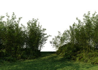 3D render bamboo forest and meadow on transparent background