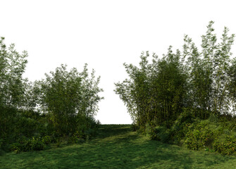3D render bamboo forest and meadow on transparent background