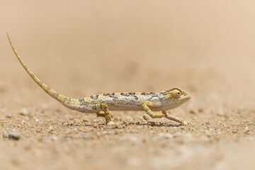 flap-necked chameleon (Chamaeleo dilepis) walking in an open space in the savannah in the Greater Kruger Region in South Africa