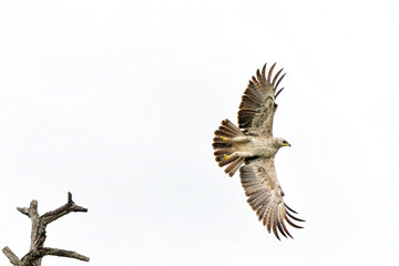 Take off of a Tawny Eagle. This Tawny Eagle (Aquila rapax) was flying away frm a tree in the Kruger National Park in South Africa