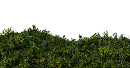 3D render bamboo forest and meadow on transparent background