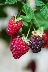 Immature raspberries and blackberries on the garden in the spring
