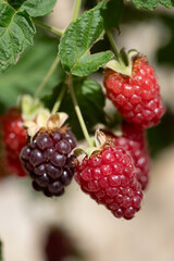 Immature raspberries and blackberries on the garden in the spring