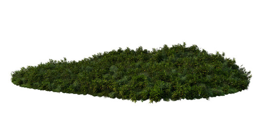 3D render bamboo forest and meadow on transparent background