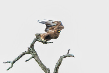 Take off of a Tawny Eagle. This Tawny Eagle (Aquila rapax) was flying away frm a tree in the Kruger...